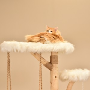 Katten klimboom Quercus heeft heerlijk grote plateaus