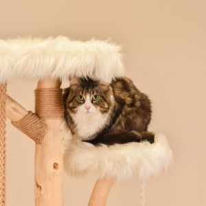 Katten klimboom Quercus is perfect voor maine coons of andere grote katten rassen