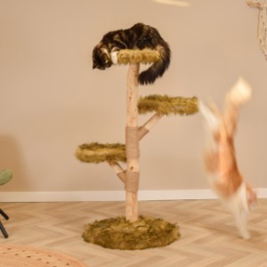 Katten klimboom Fagus heeft grote plateaus die geschikt zijn voor grote katten rassen