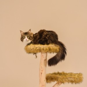 Katten klimboom Fagus heeft zachte kussentjes over de plateaus