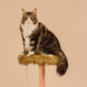 Katten klimboom Prunus is geschikt voor grote katten rassen