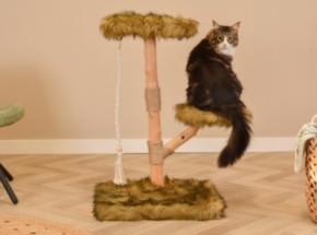 Katten klimboom Prunus 85cm