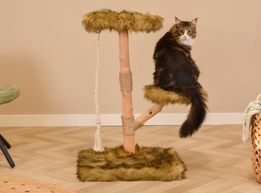 Katten klimboom Prunus 85cm