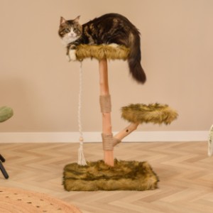 Katten klimboom Prunus heeft grote zachte plateaus