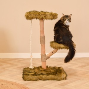 Katten klimboom Prunus 85cm