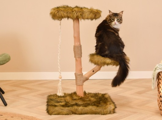 Katten klimboom Prunus 85cm