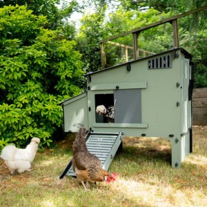Nestera kippenhok Aspen 6 Kunststof kippenhok 122x78x99cm