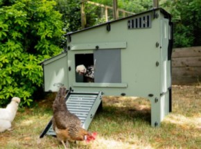 Nestera kippenhok Aspen 6 Kunststof kippenhok 122x78x99cm