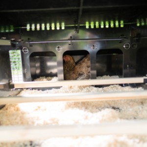 Het grote kippenhok Nestera Aspen 10 is geschikt voor 8 - 20 kippen