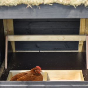 De kippen hebben een fijn plekje om hun eieren te leggen