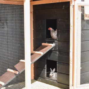 Hooiberg Rosa | Kippen gaan boven op stok, terwijl konijnen rustig beneden kunnen relaxen.