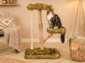 Katten klimboom Prunus 85cm