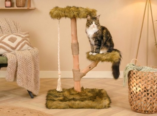 Katten klimboom Prunus 85cm