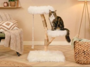 Katten klimboom Prunus Wit 85cm