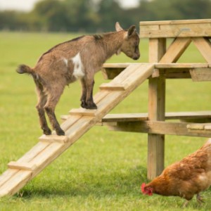 Aan de geitenklimtoren zitten 2 handige loopplanken
