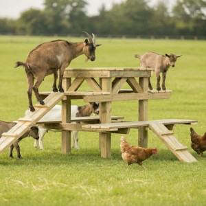 Geitenklimtoren M 300x225x113cm