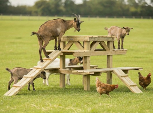 Geitenklimtoren M 300x225x113cm