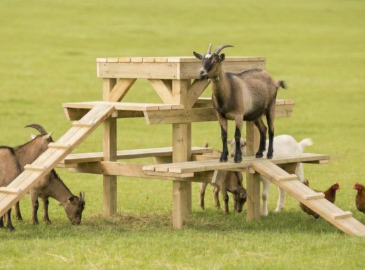 Geitenklimtoren L 350x310x145cm