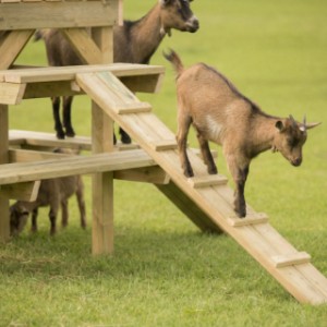 Aan de geitenklimtoren zitten 2 handige loopplanken