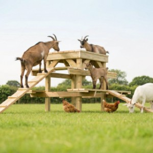 Geiten kunnen zich helemaal uitleven op deze geitenklimtoren