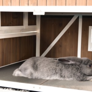 Royale slaapruimte geschikt voor bijvoorbeeld: vlaamse reuzen