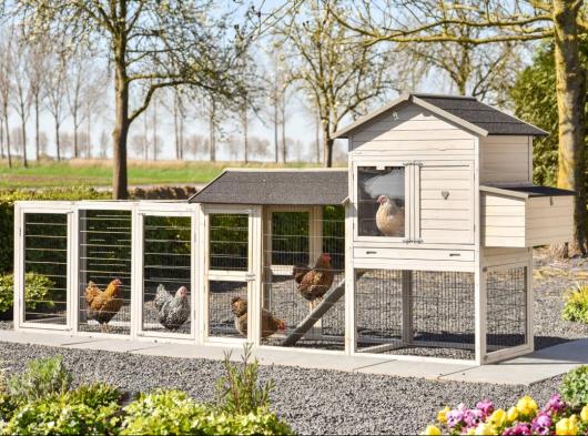 Kippenhok Prestige Large Light-grey met 2 rennen en legnest