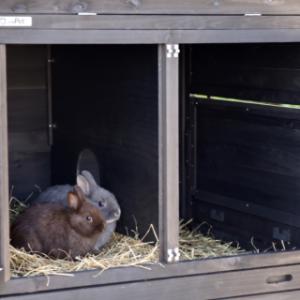 Het nachthok is voorzien van een tussenwand, zodat de konijnen in alle rust kunnen zitten