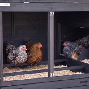 Het nachthok van kippenhok Prestige Large is uitgerust met 2 zitstokken