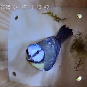 De camera in het Sanilu vogelnestkastje maakt het mogelijk om de vogels in de gaten te houden