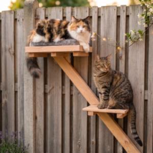 Een rustige, hoge plek waar katten heerlijk kunnen uitrusten op de kattenklimpaal