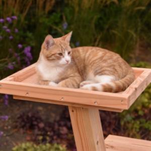 Het fijnste rust plekje is in de top van de kattenklimboom