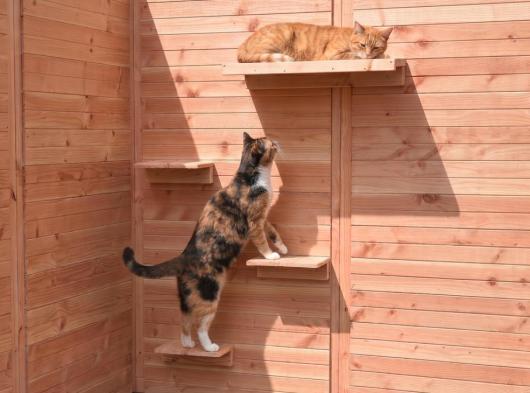 Katten klimplankjes en lig-plateau Douglashout