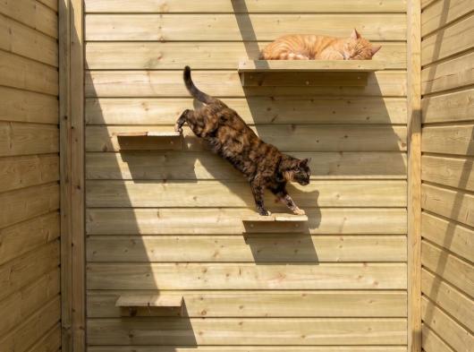 Katten klimplankjes en lig-plateau Geïmpregneerd vurenhout