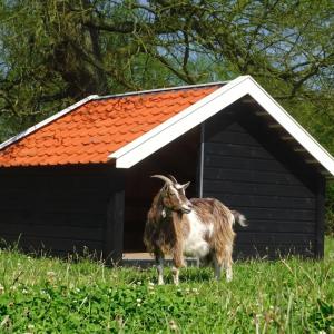 Geitenhok BIG