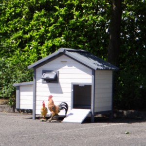 Groot konijnenhok Lotte als kippenhok