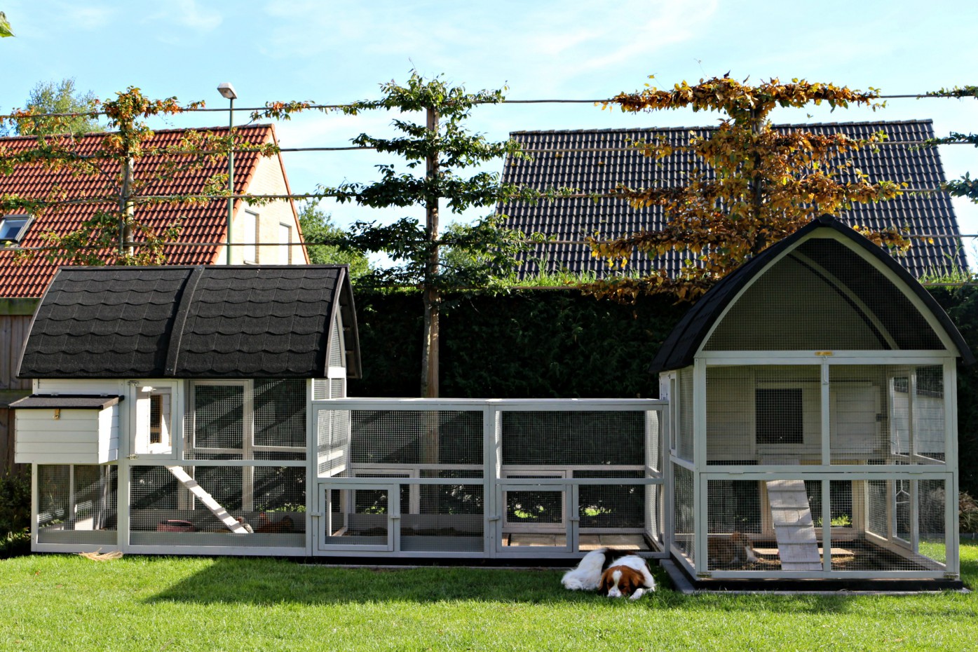 Kippenhok Kathedraal Luxe Xxl Met Aanbouwrennen En Funderingssets 564x250174x181cm