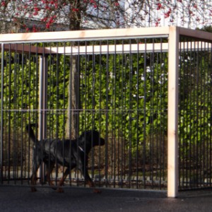 Hondenren met zwarte kennelpanelen en Douglas houtframe, oppervlakte 6 m2