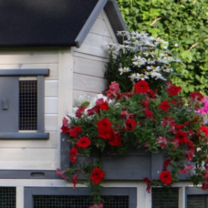 kippenhok sunshine