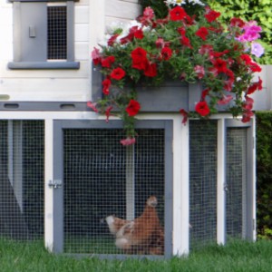 Het hok voor uw kippen Sunshine is een aanwinst voor uw achtertuin