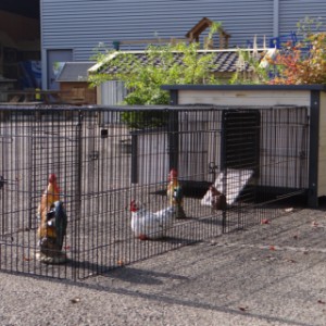 Kippenhok Eva met grote ren