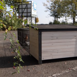 Kippenhok Eva met grote ren