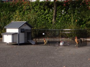 Groot Kippenhok Kippenhok Met Groot Nachthok