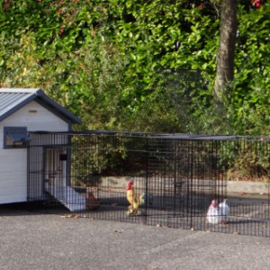 Kippenhok Lotte met ren Jeffrey