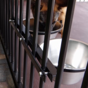 De dubbele voerbak kan in een zwarte hondenkennel geplaatst worden