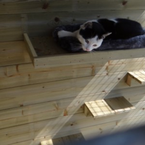 Kattenren Siep met klimplankjes en ligkussen aan de achterwand gemonteerd.