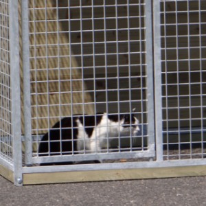 Afsluitlat tegen uitbreken van katten