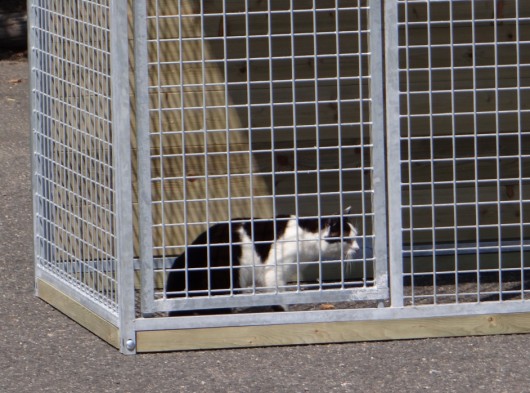 Afsluitlat tegen uitbreken van katten